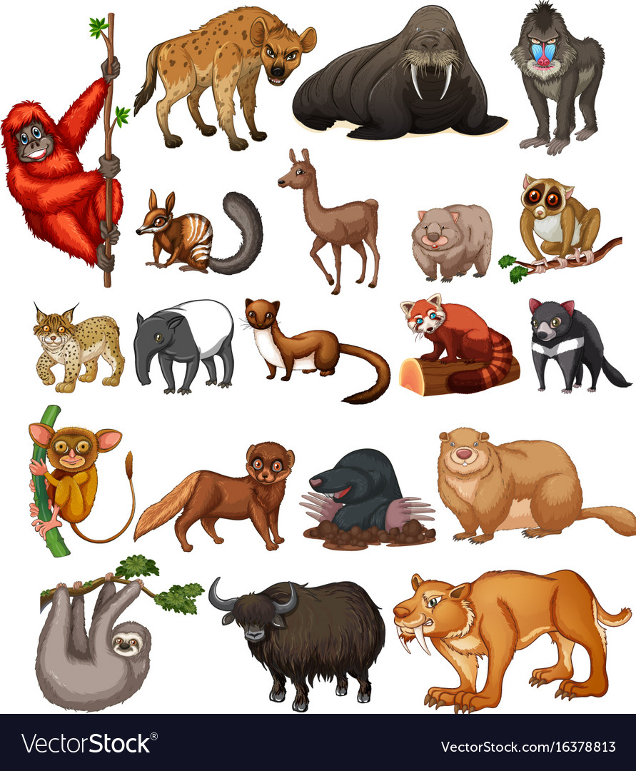 Detail Animals Pictures Free Download Nomer 57