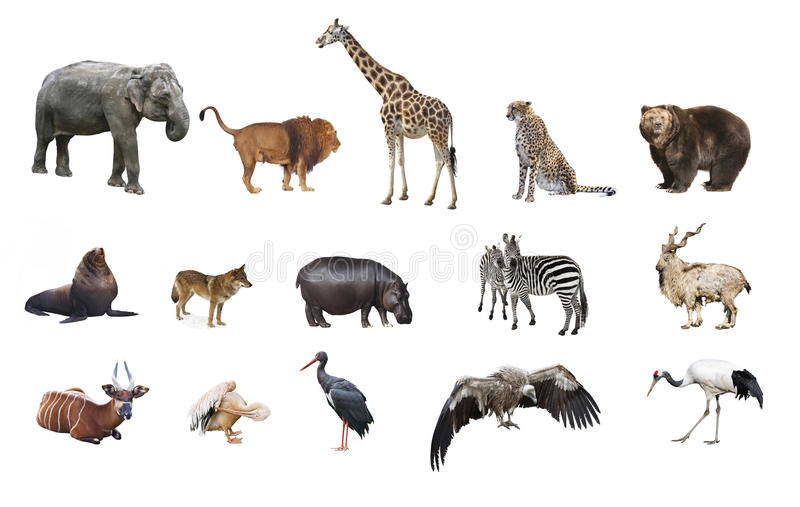 Detail Animals Pictures Free Download Nomer 8