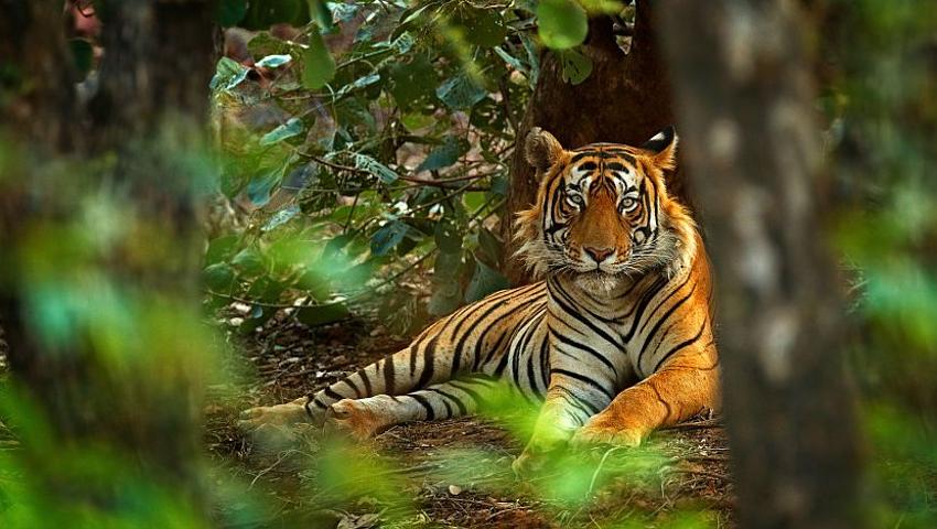 Detail Animals Tigers Pictures Nomer 25