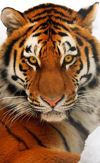 Download Animals Tigers Pictures Nomer 27