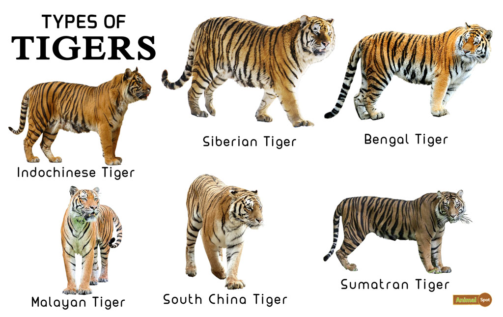 Detail Animals Tigers Pictures Nomer 29