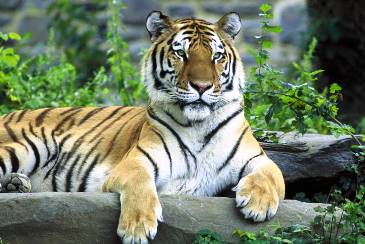 Detail Animals Tigers Pictures Nomer 30
