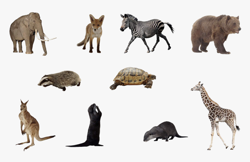 Detail Animals Transparent Background Nomer 24