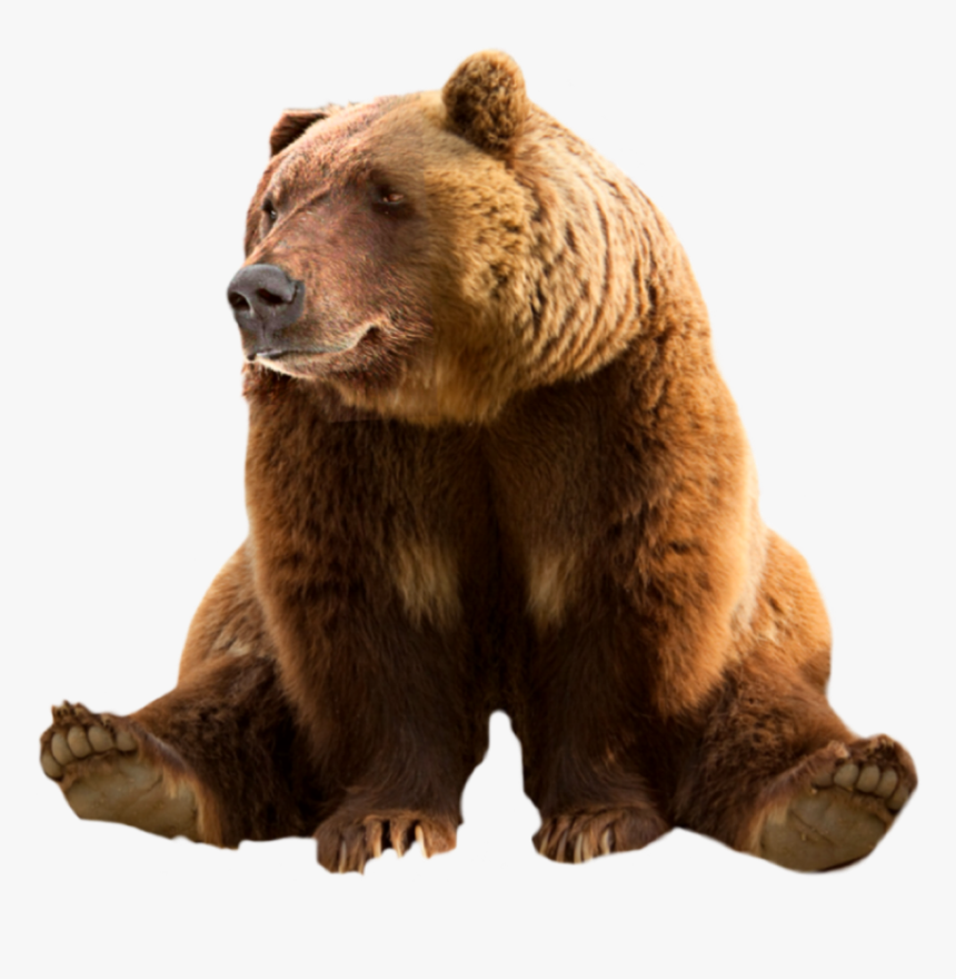 Detail Animals Transparent Background Nomer 29