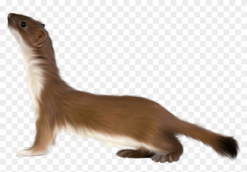 Detail Animals Transparent Background Nomer 33