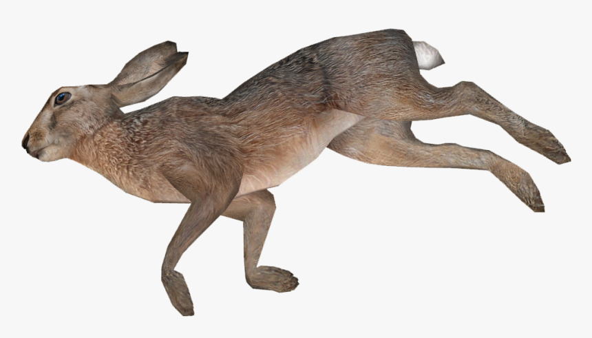 Detail Animals Transparent Background Nomer 36
