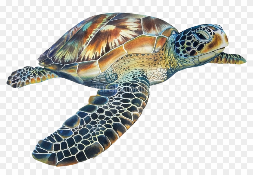 Detail Animals Transparent Background Nomer 54