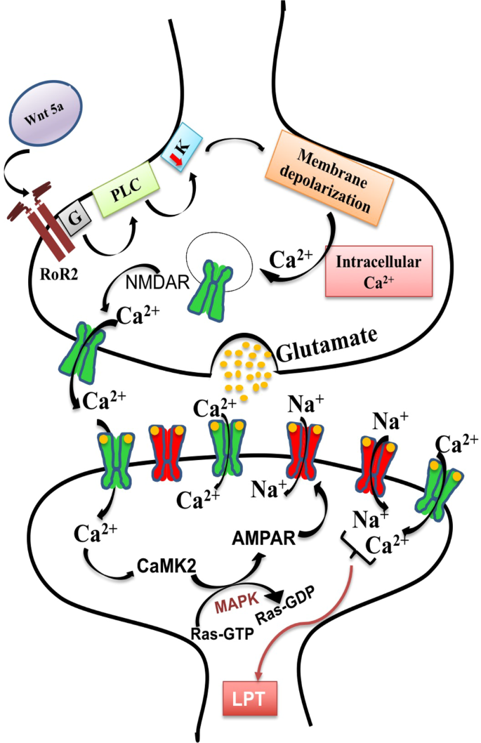 Detail Cholinerge Synapse Nomer 6