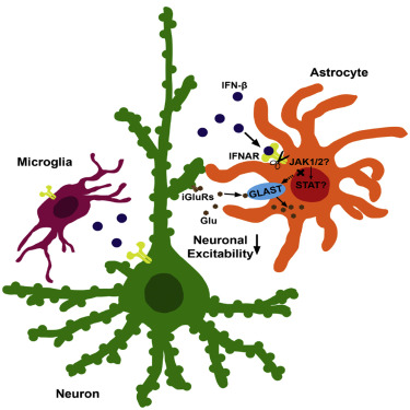 Detail Cholinerge Synapse Nomer 8