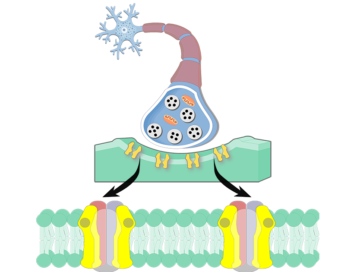 Detail Cholinerge Synapse Nomer 10