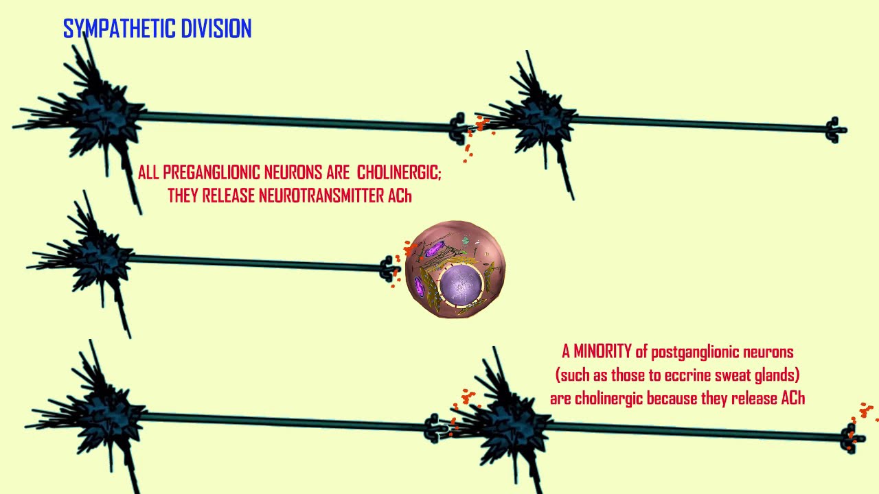 Detail Cholinerge Synapse Nomer 18