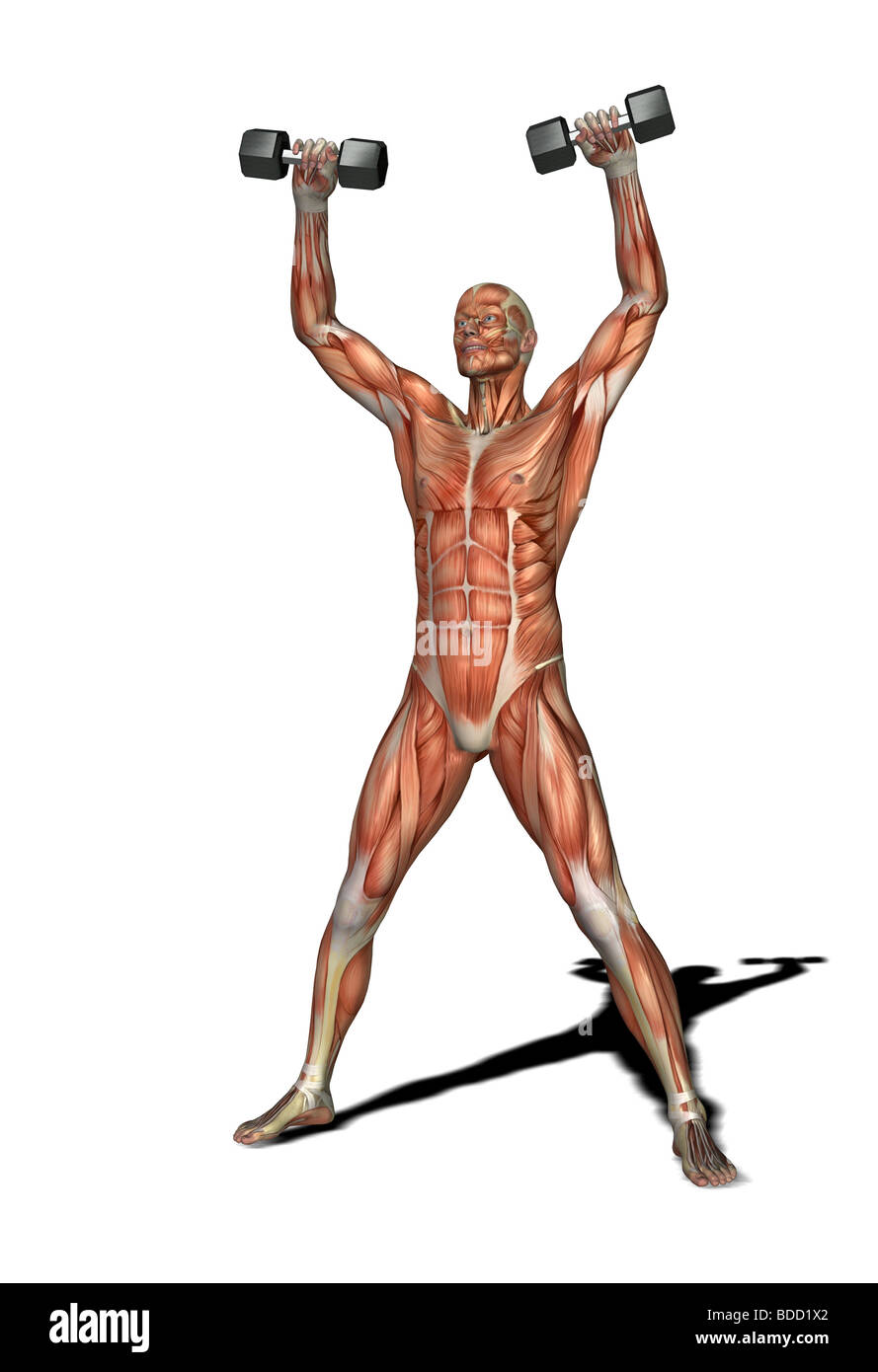 Detail Muskeln Gezeichnet Nomer 3