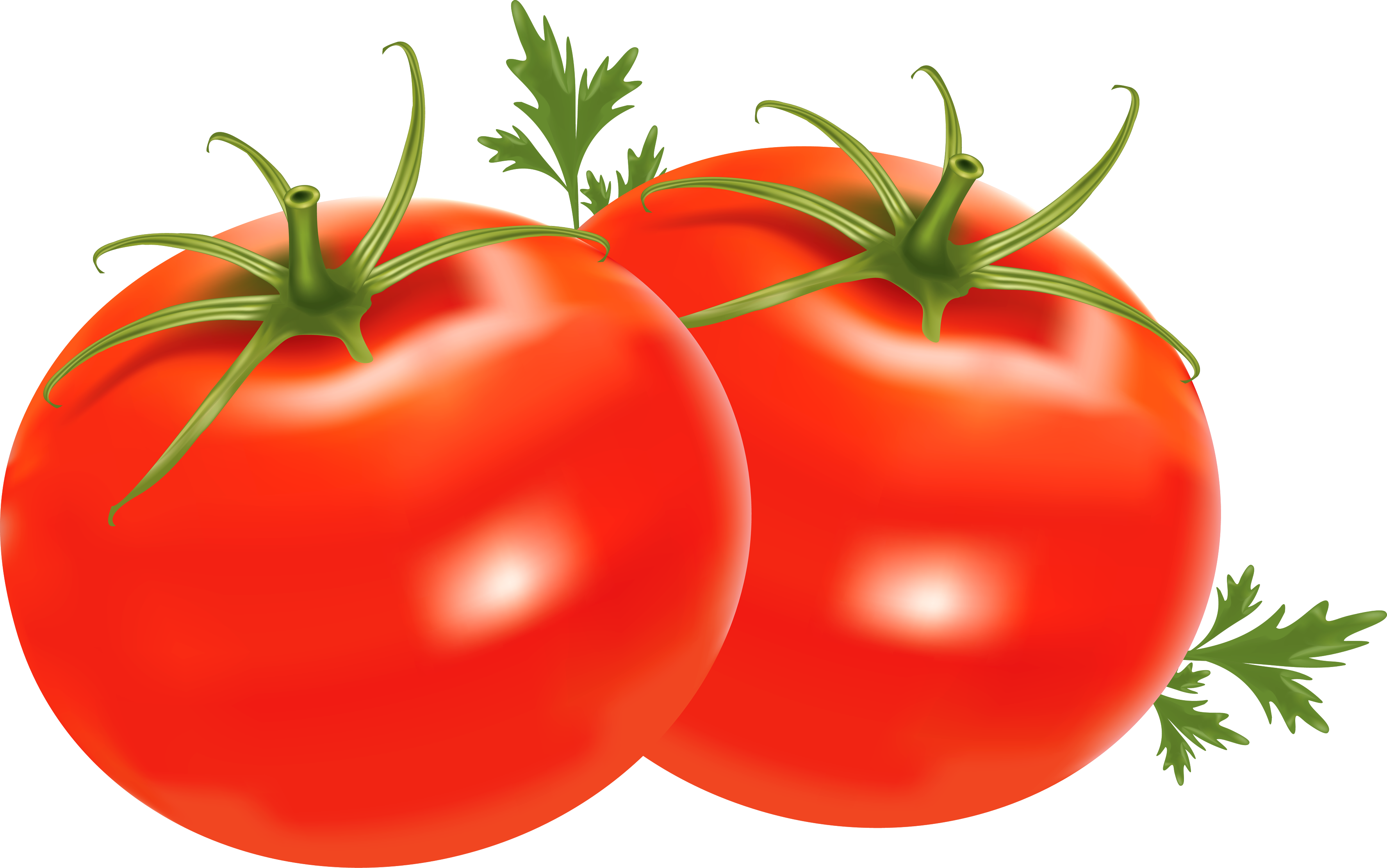 Detail Tomate Clipart Nomer 11