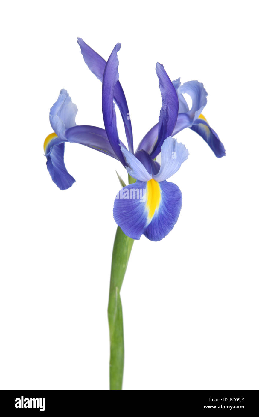Bilder Iris - KibrisPDR