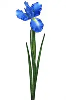 Detail Bilder Iris Nomer 16