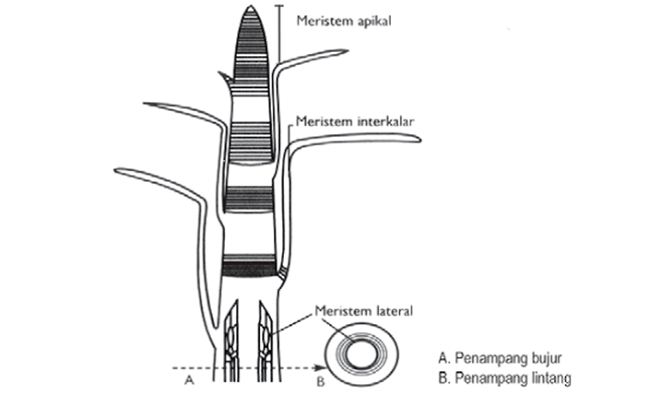 Detail Contoh Meristem Apikal Nomer 19