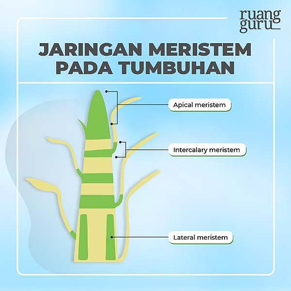 Detail Contoh Meristem Apikal Nomer 23