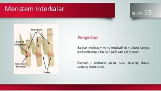 Detail Contoh Meristem Apikal Nomer 48