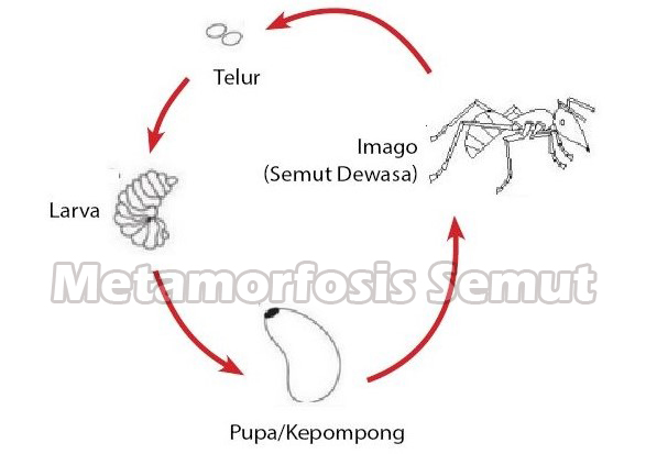 Detail Contoh Metamorfosis Nyamuk Nomer 15
