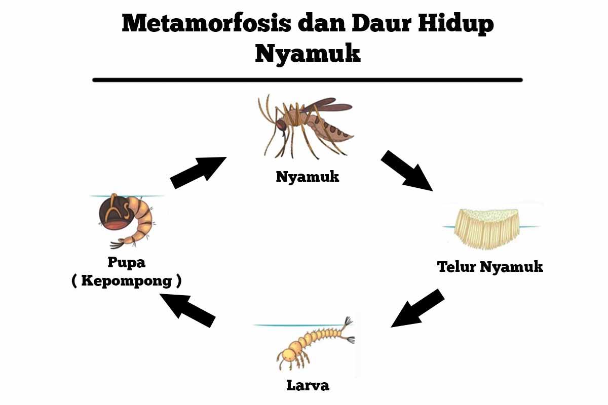 Detail Contoh Metamorfosis Nyamuk Nomer 18