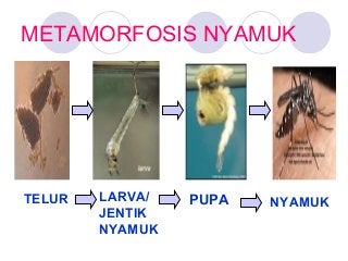 Detail Contoh Metamorfosis Nyamuk Nomer 38