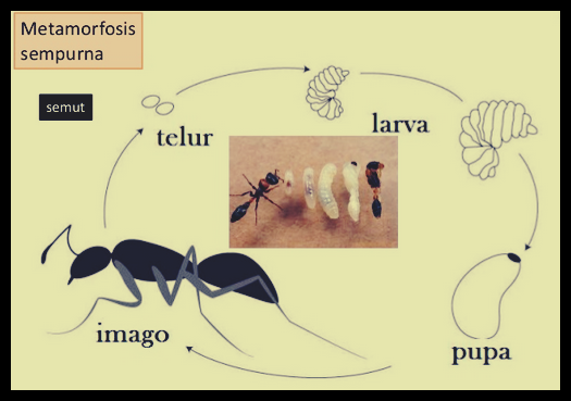 Detail Contoh Metamorfosis Nyamuk Nomer 48