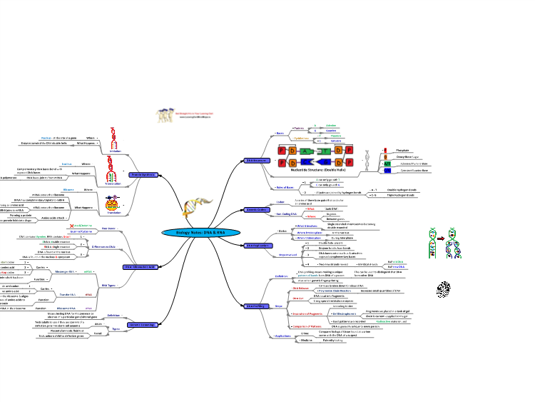 Detail Contoh Mind Mapping Biologi Nomer 19