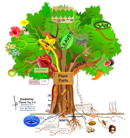 Detail Contoh Mind Mapping Yang Bagus Nomer 28