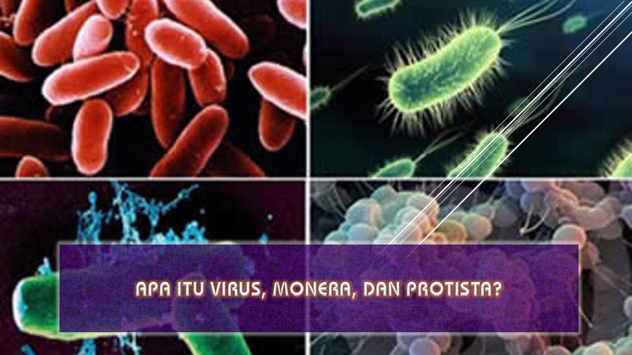 Detail Contoh Monera Dan Protista Nomer 15