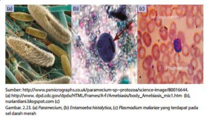 Detail Contoh Monera Dan Protista Nomer 22