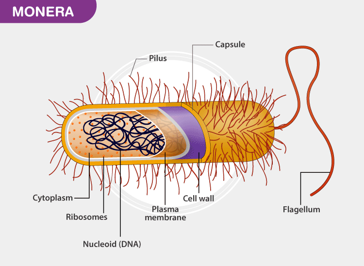 Detail Contoh Monera Dan Protista Nomer 25