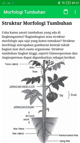 Detail Contoh Morfologi Tumbuhan Nomer 35