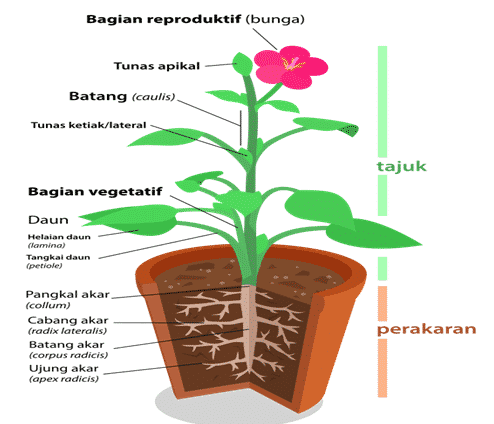 Detail Contoh Morfologi Tumbuhan Nomer 55