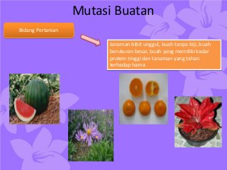 Detail Contoh Mutasi Buatan Nomer 2