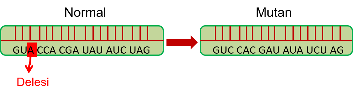 Contoh Mutasi Gen - KibrisPDR