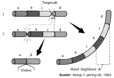 Detail Contoh Mutasi Gen Nomer 26