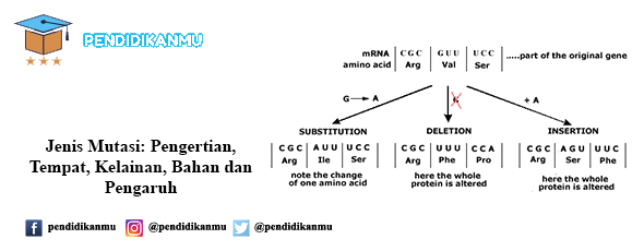 Detail Contoh Mutasi Gen Nomer 29
