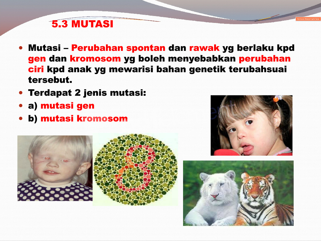 Detail Contoh Mutasi Gen Nomer 32