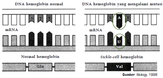 Detail Contoh Mutasi Gen Nomer 37