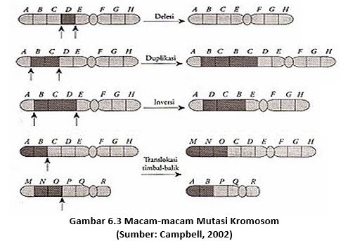 Detail Contoh Mutasi Gen Nomer 40