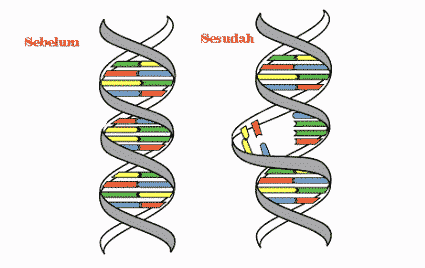 Detail Contoh Mutasi Gen Nomer 6