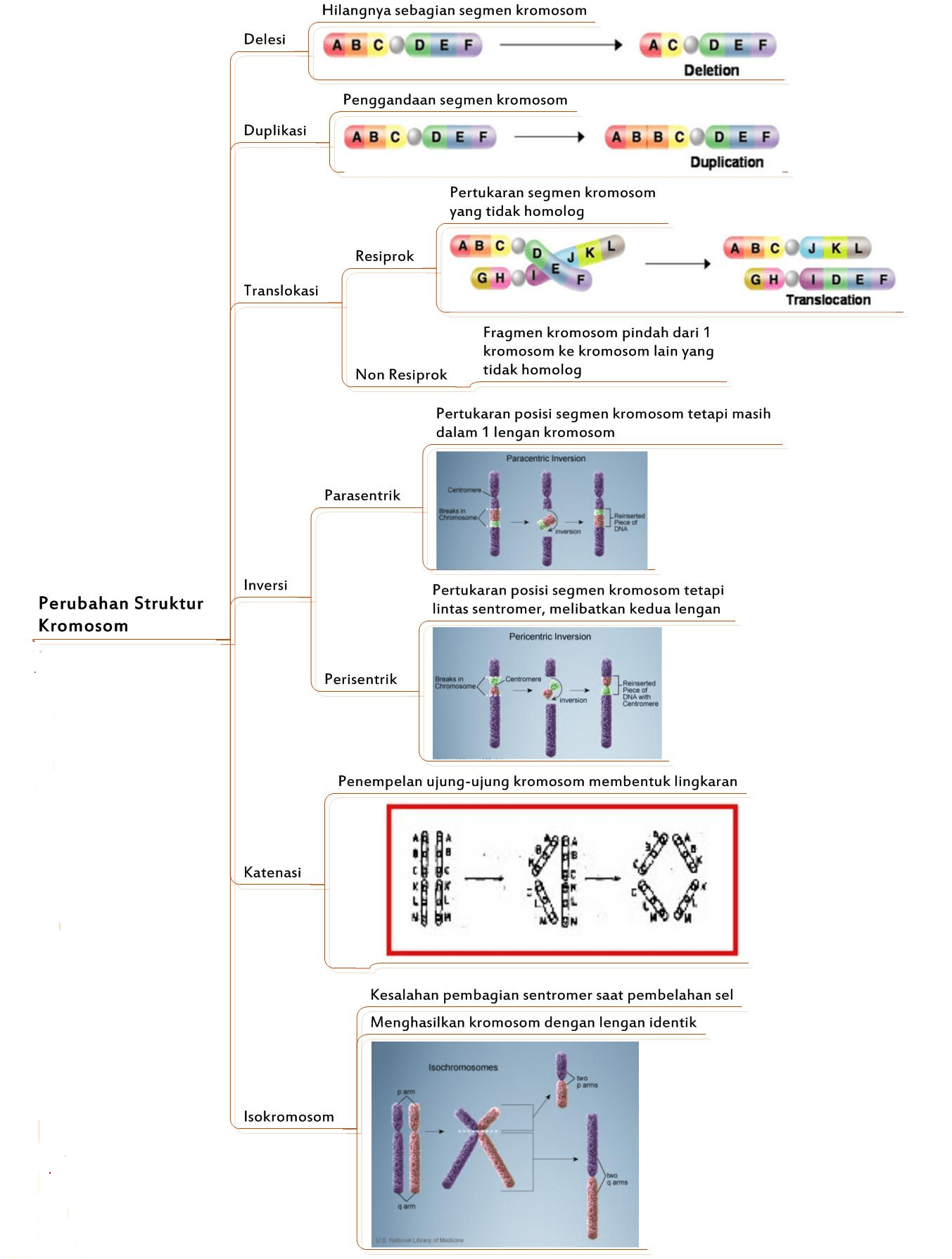 Detail Contoh Mutasi Kromosom Nomer 3
