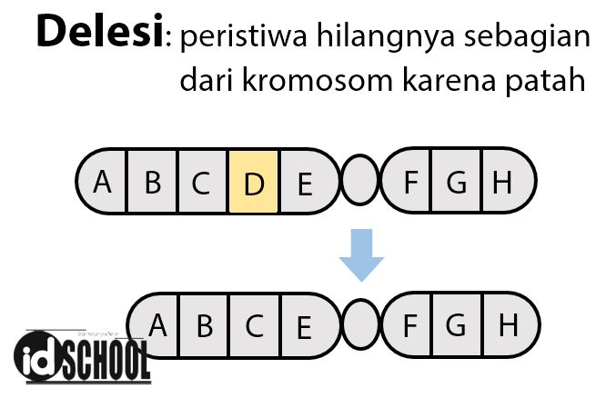 Detail Contoh Mutasi Kromosom Nomer 9