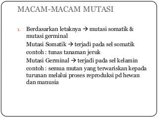 Contoh Mutasi Somatik - KibrisPDR