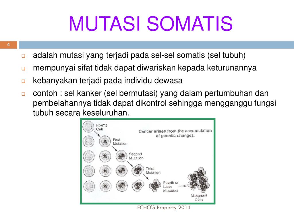 Detail Contoh Mutasi Somatik Nomer 3