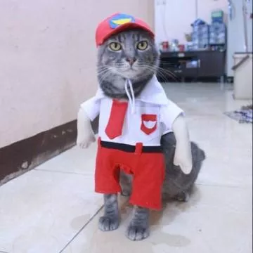 Detail Contoh Nama Kucing Nomer 43