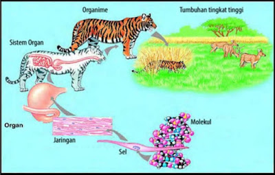 Detail Contoh Objek Biologi Nomer 9