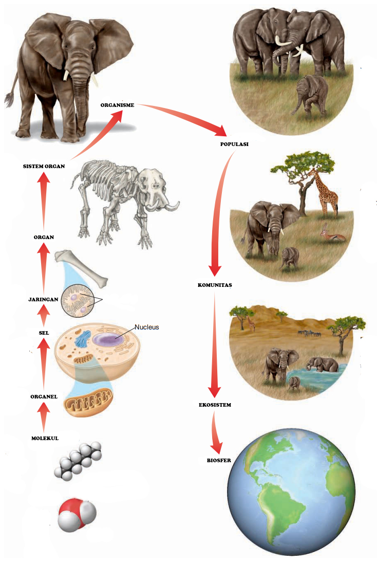 Detail Contoh Objek Biologi Nomer 45