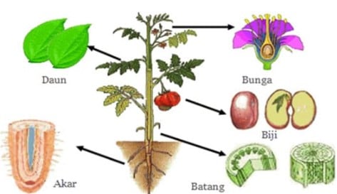 Detail Contoh Organ Pada Tumbuhan Nomer 12