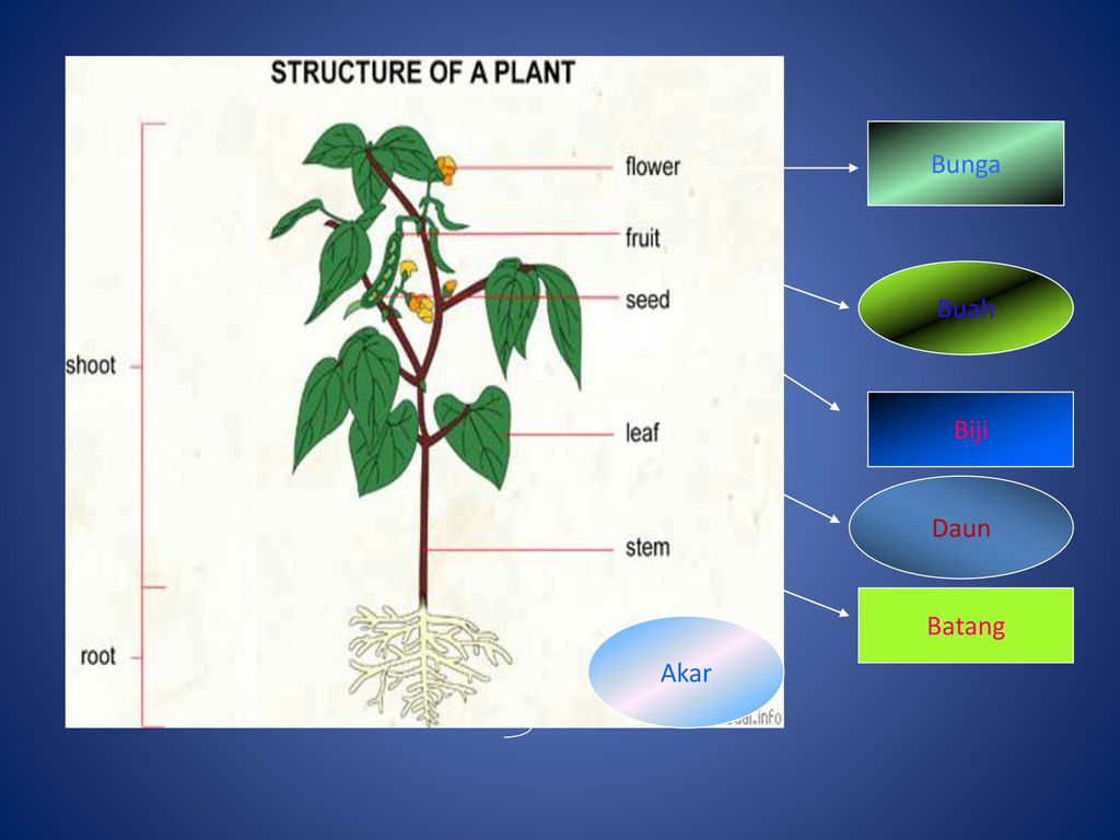 Detail Contoh Organ Pada Tumbuhan Nomer 25